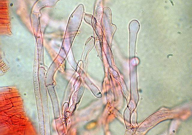 Galerina spec. Cod.: DSCN 5028